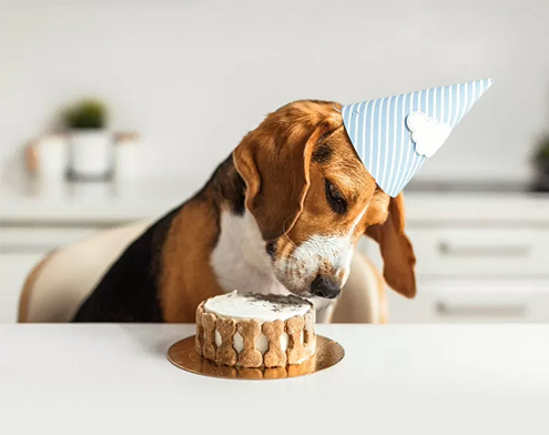 The Ultimate Guide to Choosing the Perfect Dog Cake