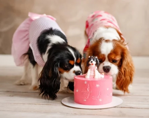 Dog Breeds and Their Favorite Cake Flavors