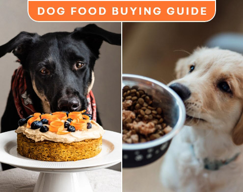 Top Tips for Selecting the Best Dog Food for Your Pet