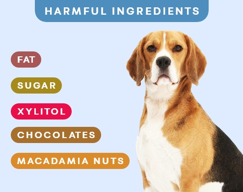 Why Regular Cake is Bad for Dogs: Understanding the Risks