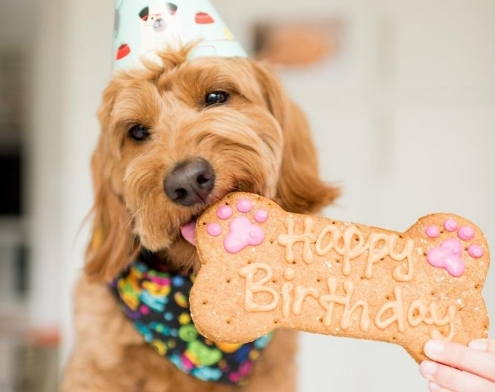 Understanding Dog Nutrition: What Makes a Good Dog Cake