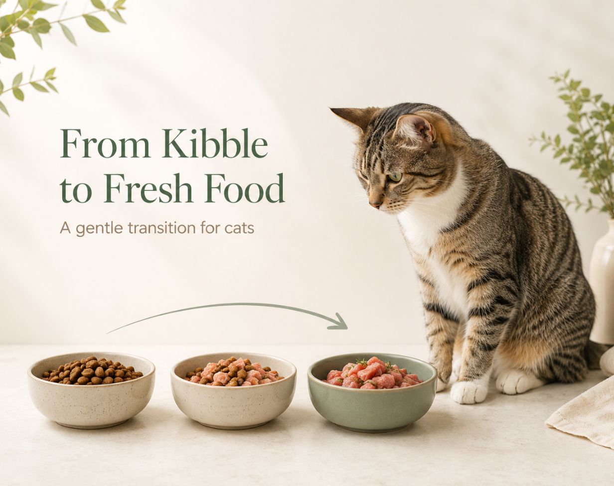 How to Transition Your Cat from Dry Kibble to Fresh Food