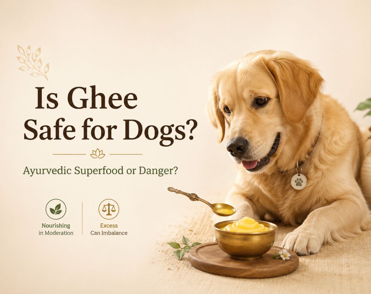 Is Ghee Safe for Dogs? Ayurvedic Superfood or Danger?